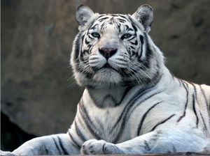 DecoNest Fototapeta - Tygrys bengalski w zoo - 200X154 1