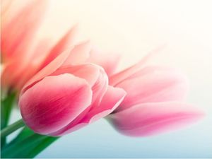 DecoNest Fototapeta - Wiosna i tulipany - 350X270 1
