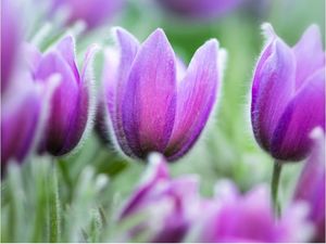 DecoNest Fototapeta - Fioletowe wiosenne tulipany - 350X270 1