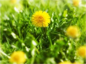 DecoNest Fototapeta - Żółty kwiatowy dywan - 350X270 1