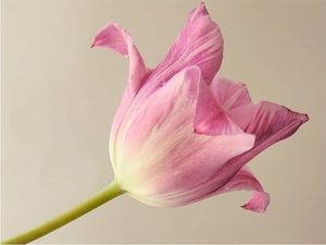 DecoNest Fototapeta - Pink tulip - 350X270 1