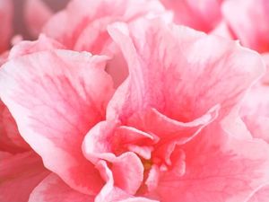 DecoNest Fototapeta - Różowe kwiaty azalii - 350X270 1
