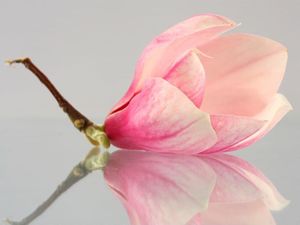 DecoNest Fototapeta - Samotny kwiat magnolii - 350X270 1