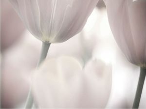 DecoNest Fototapeta - Tulips fine art - black and white - 350X270 1