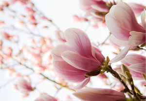 DecoNest Fototapeta - Różowa magnolia - 350X270 1