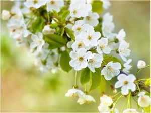 DecoNest Fototapeta - Delikatne kwiaty wiśni - 350X270 1
