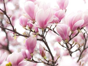 DecoNest Fototapeta - Gałązka kwitnącej magnolii - 350X270 1