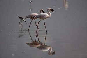 Obiektyw Sony SEL-70350G Sony E 70-350 mm F/4.5 APS-C OSS 4