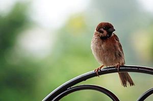 Obiektyw Sony SEL-70350G Sony E 70-350 mm F/4.5 APS-C OSS 6