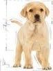 Royal Canin ROYAL CANIN Labrador Junior 1kg 2