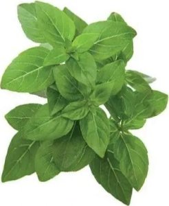 Click And Grow Click and Grow refill bazylia karłowata 3-pak 7