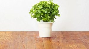 Click And Grow Click and Grow refill bazylia karłowata 3-pak 8