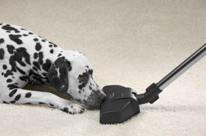 Miele Turboszczotka (STB 205-3) 3