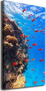 Tulup Obraz Na Płótnie 50x100 Obraz Canvas Rafa koralowa 1