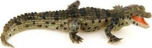 Figurka Papo Krokodyl młody 1