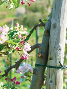 Bradas Wężyk do mocowania roślin 3,9mm x 30m Bradas 5328 2