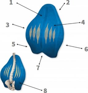 Armedical Poduszka ortopedyczna lędźwiowa Exclusive Support MFP-5344 3