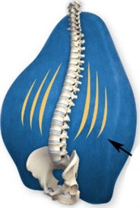 Armedical Poduszka ortopedyczna lędźwiowa Exclusive Support MFP-5344 6
