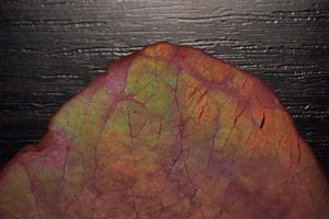 GERTZ FOLIA DO ZGRZEWARKI PRÓŻNIOWEJ MOLETOWANA GERTZ 28 x 600 cm uniw 11