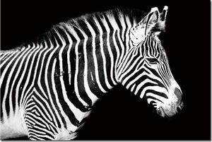 Witek Home Obraz szklany 120x80 Zebra (260280) 1