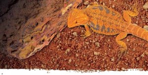 Exo Terra Podłoże Stone Desert, czerwona pustynia, 10kg 5