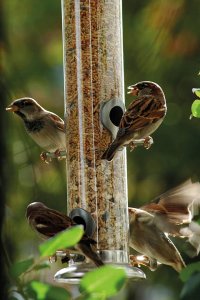 Garden&Fun Karmnik dla ptaków, plastikowy, wiszący,13x13x40cm 4