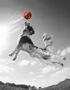 Happy Dog Zabawka Durafoam Bomber Mini, 11cm, pomarańczowa 3