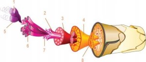 Brubeck Koszulka termoaktywna damska Active Wool LS12810 r. XL 5