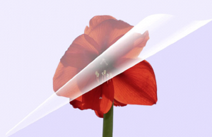 Olympia folia do laminacji A6 80 micronów (9168) 3