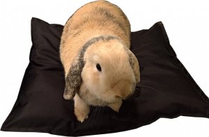 MT3CH Wodoodporna miękka poduszka legowisko kojec posłanie dla królika kota psa fretki czarna 1