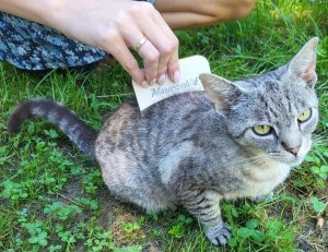 MT3CH ECO Brush PRO szczotka trymer zgrzebło do wyczesywania sierści podszerstka dla KOTA 4