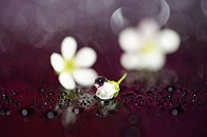 Obiektyw Sony SEL90M28G Sony E 90 mm f/2.8 G OSS 7