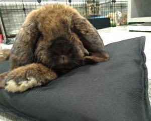 MT3CH Wodoodporna miękka poduszka legowisko kojec posłanie dla królika kota psa fretki różowa 9