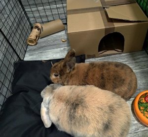 MT3CH Wodoodporna miękka poduszka legowisko kojec posłanie dla królika kota psa fretki różowa 13