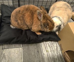 MT3CH Wodoodporna miękka poduszka legowisko kojec posłanie dla królika kota psa fretki różowa 14