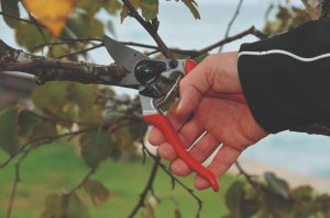 Sekator Felco 8 Classic nożycowy 4