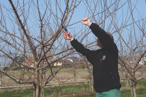 Sekator Felco 8 Classic nożycowy 5