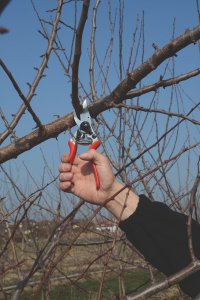 Sekator Felco 8 Classic nożycowy 6