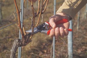 Sekator Felco 8 Classic nożycowy 8