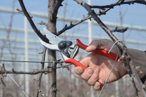 Sekator Felco 2 Classic nożycowy 7