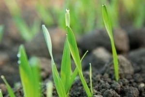 AL-KO Walec ogrodowy GW 50 AL-KO (119104) 2