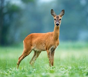 Brainstorm Mój pierwszy teleskop 3