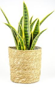 Tajemniczy ogród Kosz osłonka wiklinowa Moroccan naturalny XL 24,5 cm 2