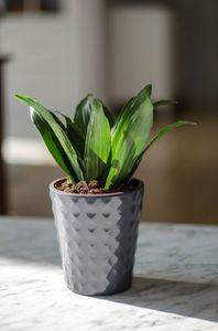 Tajemniczy ogród Osłonka doniczka ceramiczna HAVEN ciemno szara 3