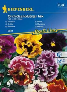 Kiepenkerl Bratek Orchideenbltiger Mix Viola x wittrockiana 1