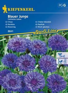 Kiepenkerl Chaber bławatek Blauer Junge Centaurea cyanus 1