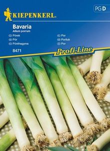 Kiepenkerl Por Bavaria Allium porrum 1