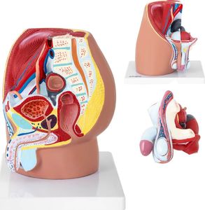 Physa Model anatomiczny miednicy męskiej 3D w skali 1:1 1