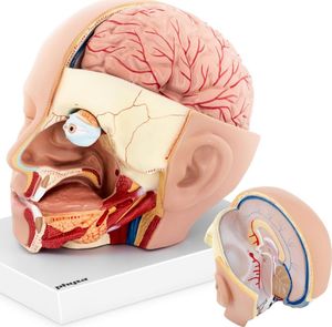 Physa Model anatomiczny 3D głowy i mózgu człowieka skala 1:1 (1011900) 1