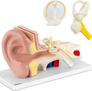 Physa Model anatomiczny 3D ucha człowieka z wyjmowanymi elementami skala 3:1 (1011901) 1